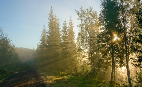 Skogsbilvei